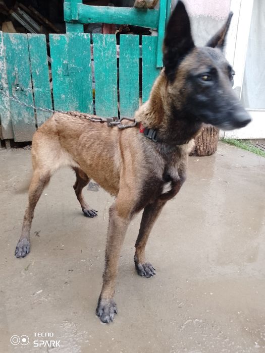 Бельгійська вівчарка Малінуа вік 2 роки