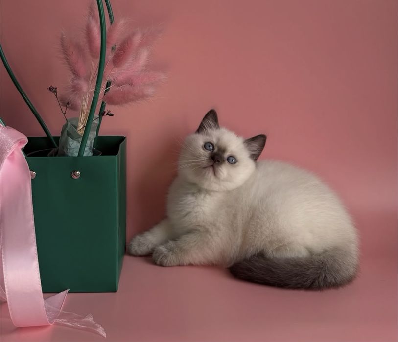 Є хлопчик і дівчинка продам