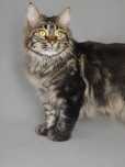 Maine coon N22 reproduktor