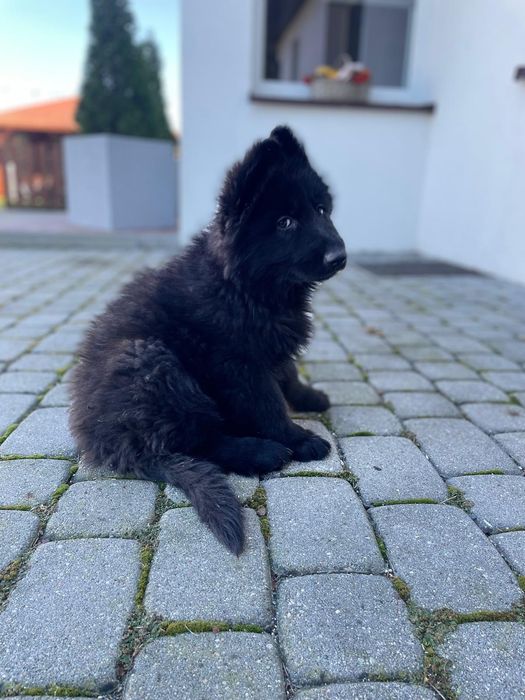 Owczarek niemiecki piesek szczenię