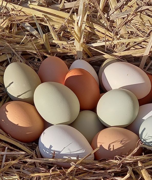 Jajka wiejskie od kur z wolnego wybiegu, jaja wiejskie