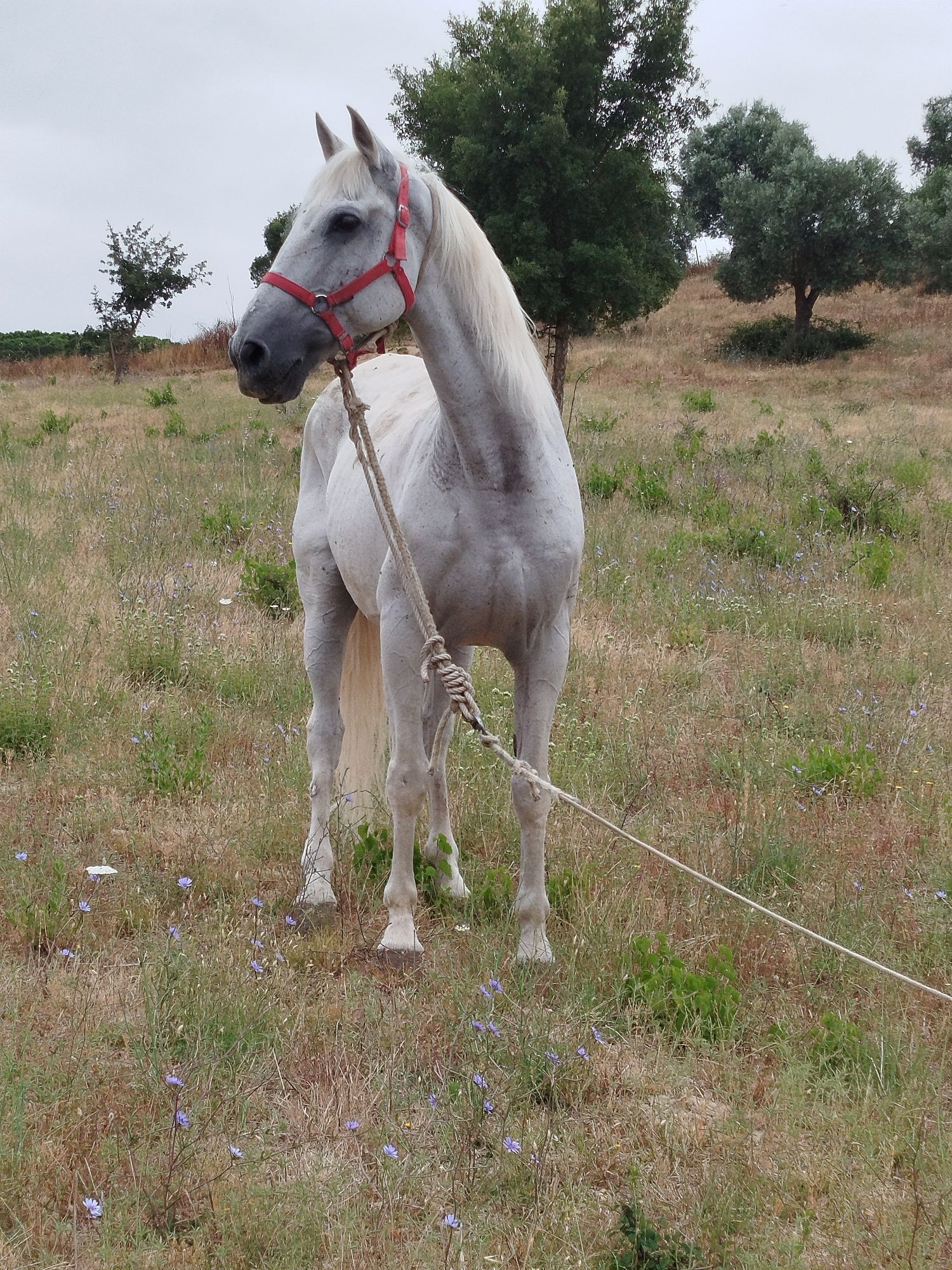 Segue para venda cavalo russa capado