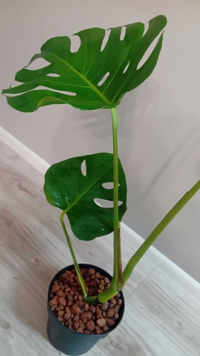 Монстера | Monstera deliciosa