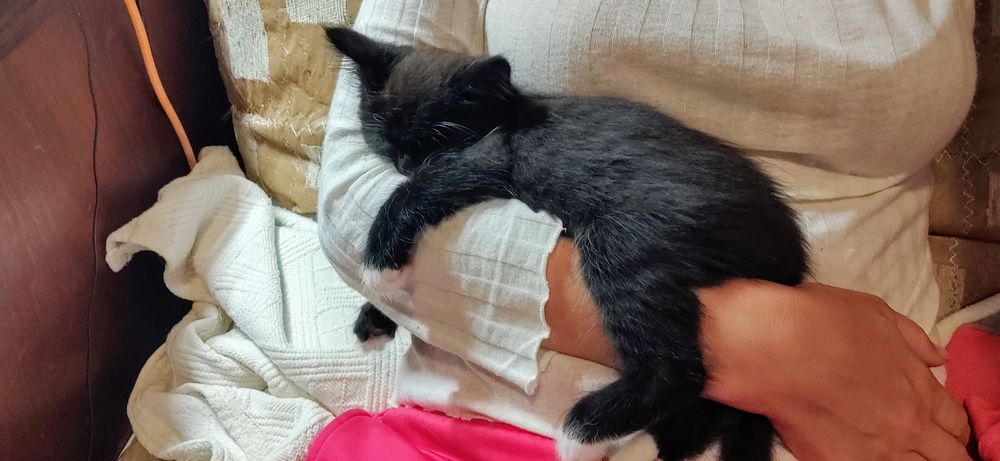 Віддам кошеня в добрі руки