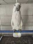 Cacatua alba....