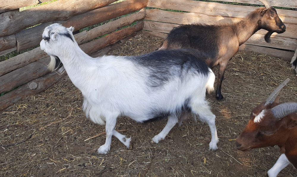 Дойные козы Ламанча