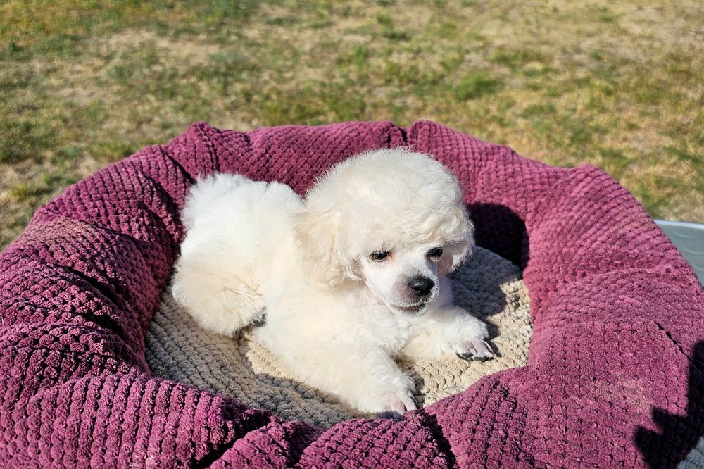 Білий хлопчик пудель