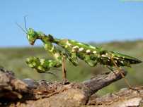 Blepharopsis mendica Modliszka Pustynna
