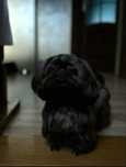 Czekoladowy reproduktor shih tzu
