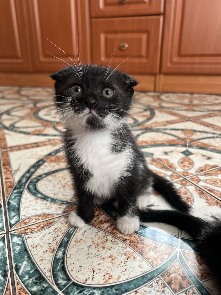 Висловухе кошення,хлопчик