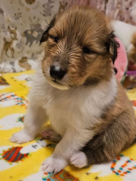 Owczarek szkocki długowłosy piesek szczeniak