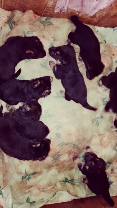 Продам цуценят німецької вівчарки!!!