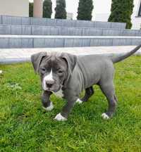 Amstaff American Staffordshire Terrier