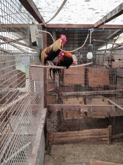 Декоративні курочки породи Фенікс, кури та півники Фенікс парами