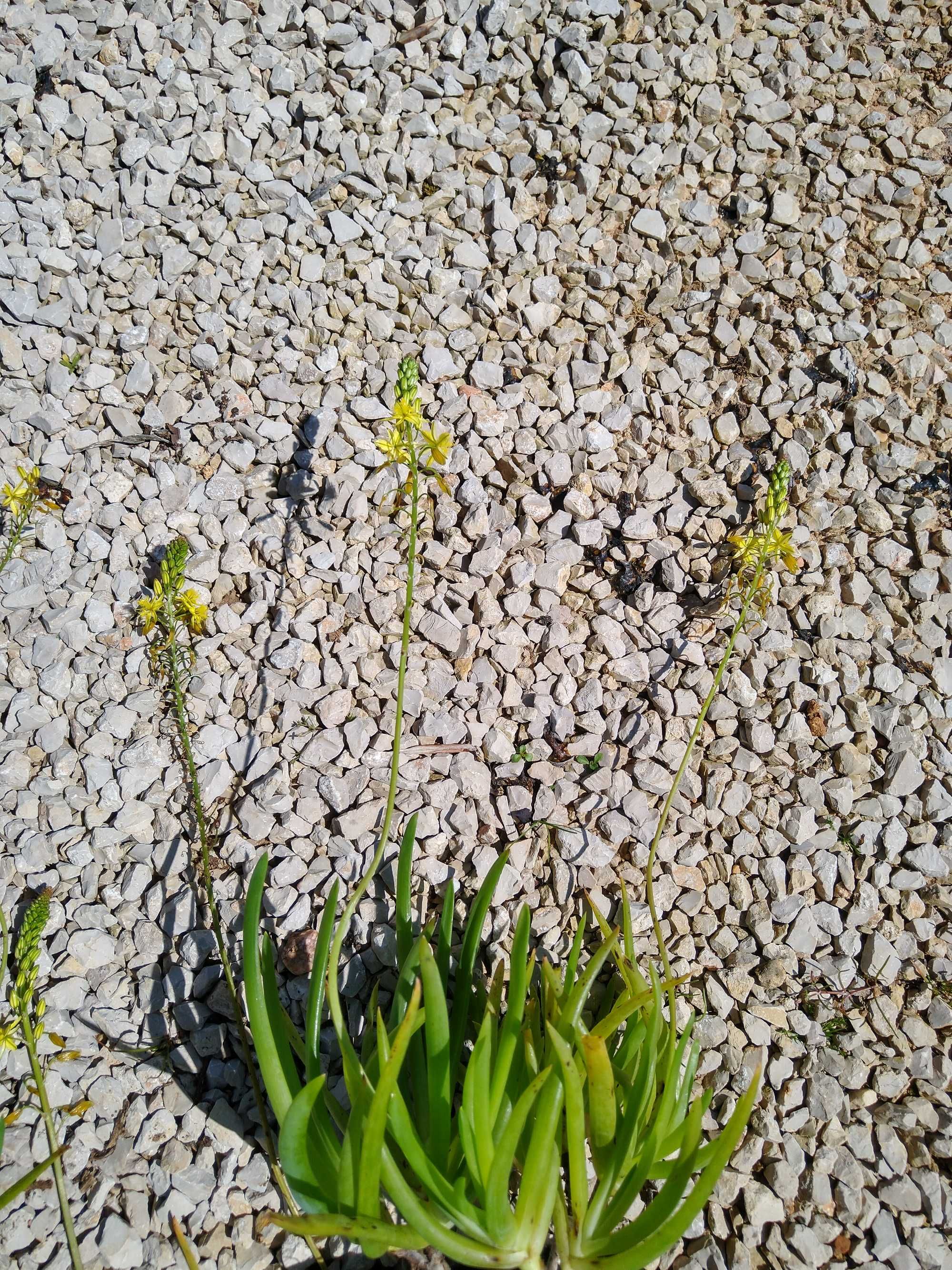 Plantas Bulbine frutescens