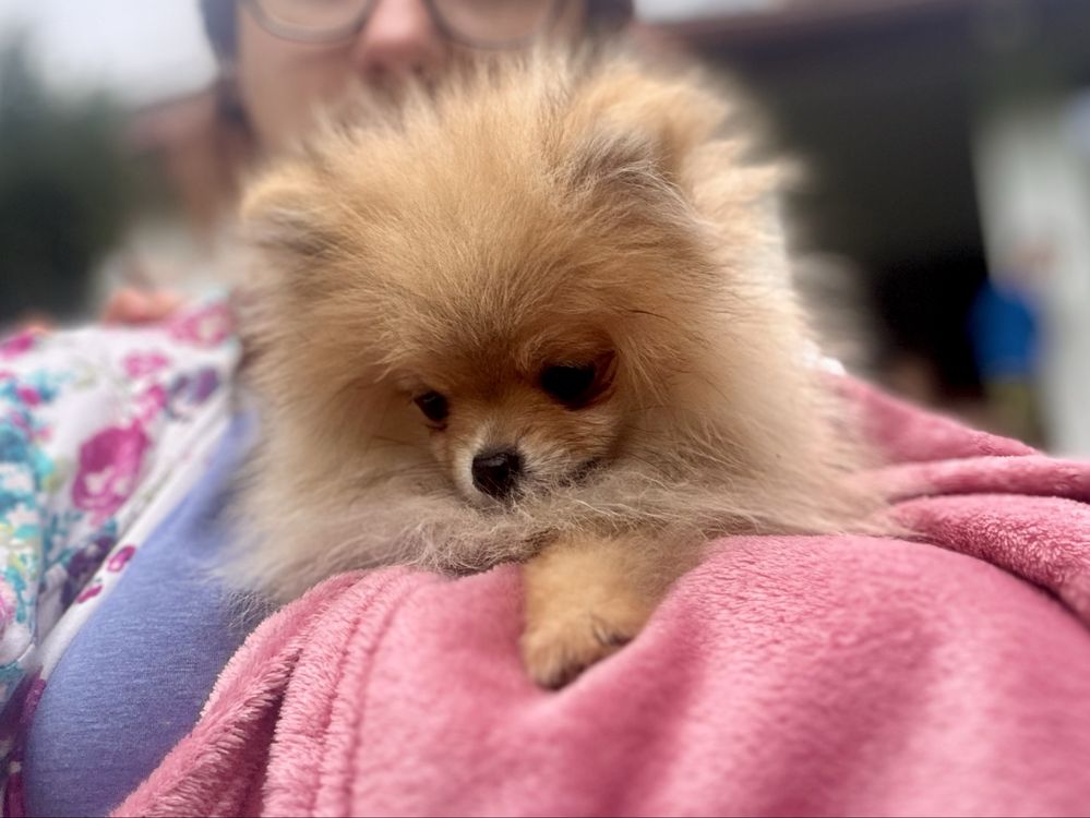 Pomeranian szpic miniaturowy FCI ZKwP