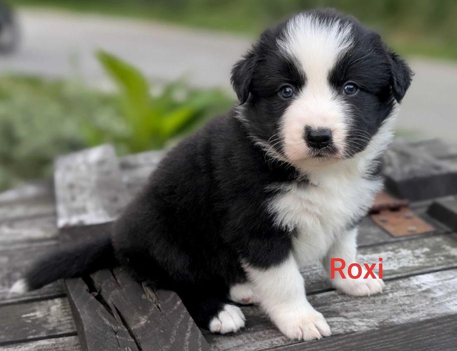 Border Collie samica suczka przebadani rodzice do odbioru