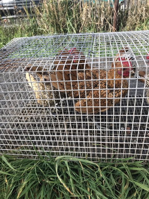 Ліліпути курочки пітушки