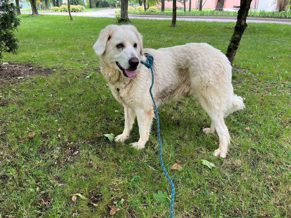 Bella do adopcji Schronisko Sokolow Podl.