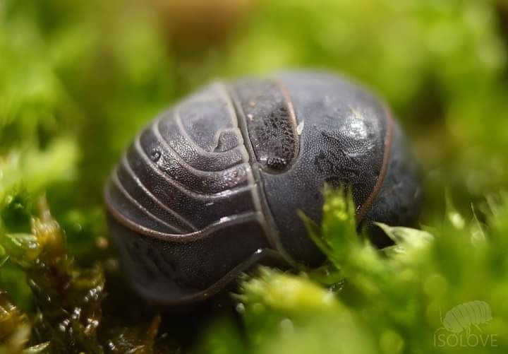 Armadillo officinalis, niesamowite równonogi, isopoda