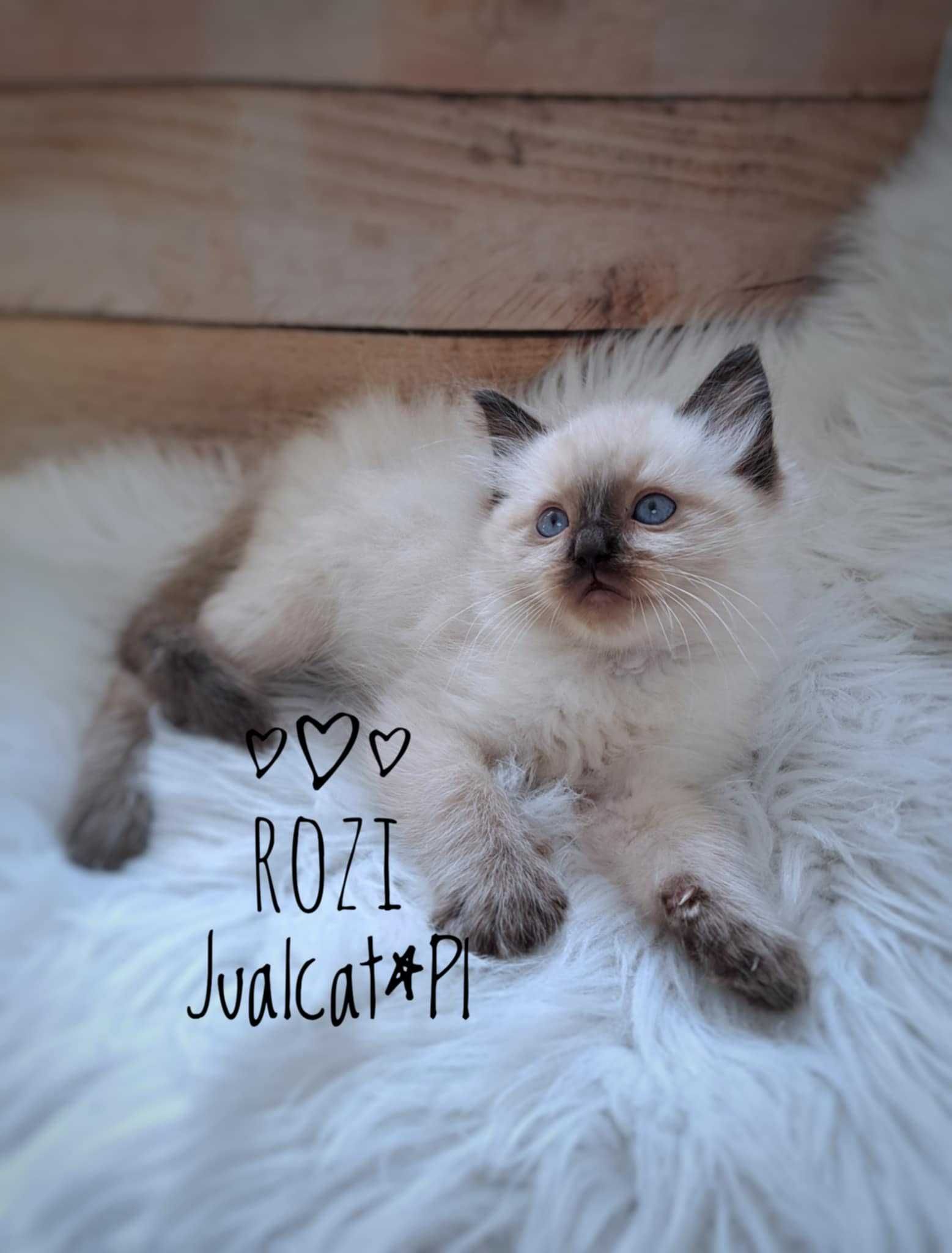RAGDOLL Kotka seal colorpoint Rag n Rodówod FPL
