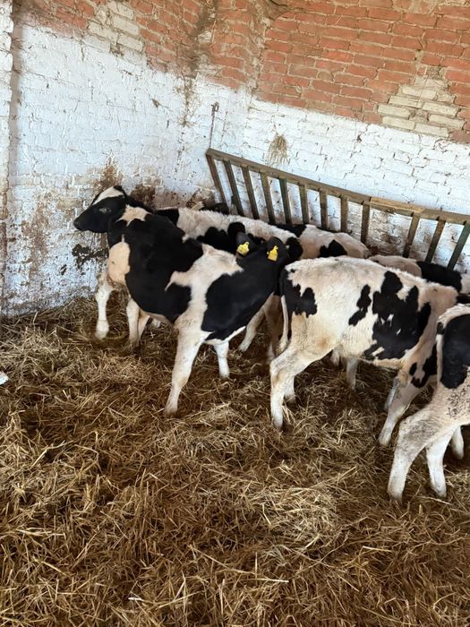 Byki ncb nowa dosatwa