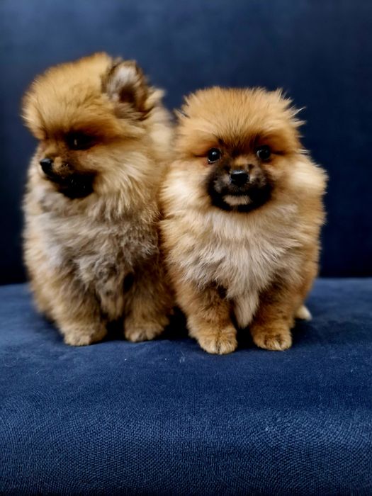 Szpic miniaturowy Pomeranian Boo 2xszczepienia wyprawka I legowisko