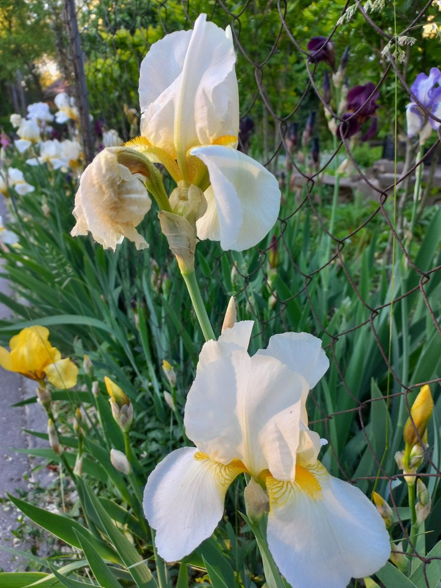 Квітка Іриси- біла