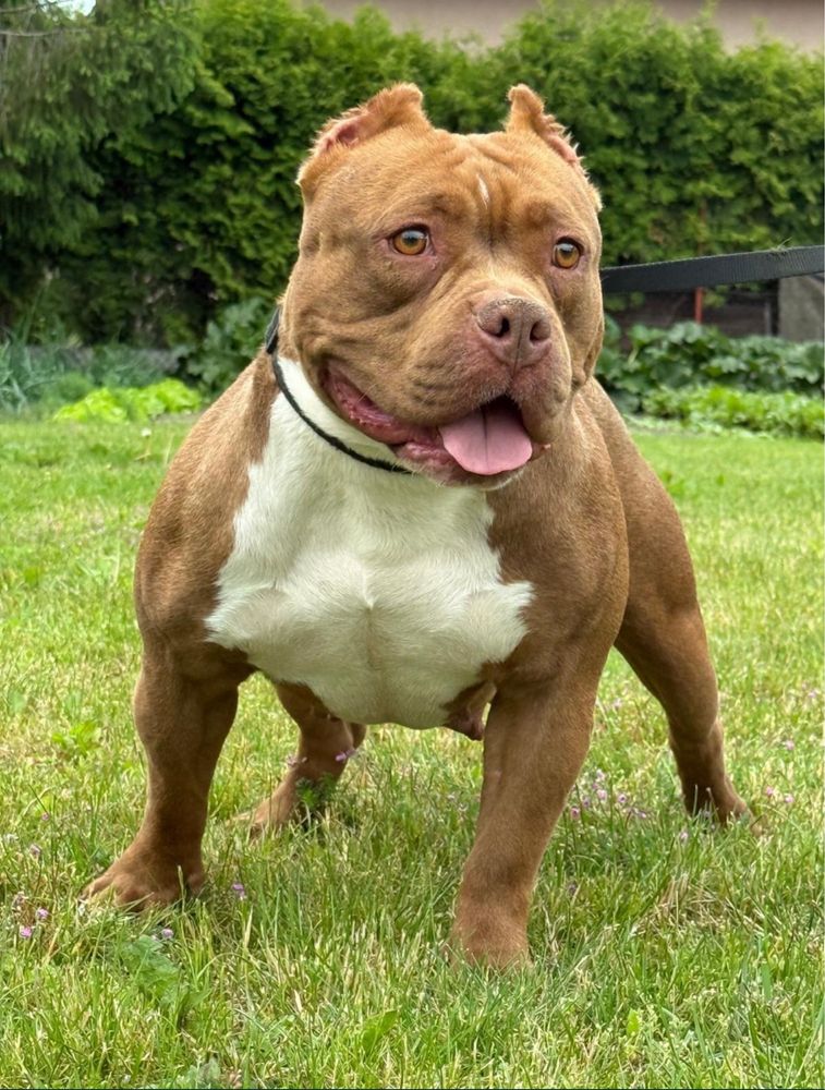 American Bully Pocket ABKC suczka