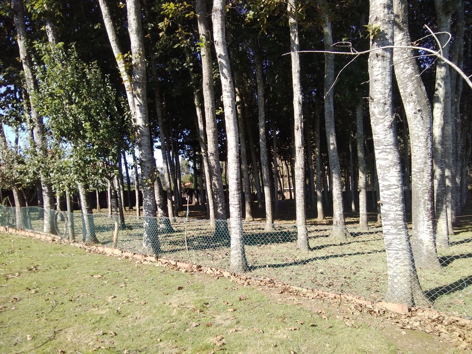 Vendo uma plantação de carvalhos americanos com 32 anos de 130 pés