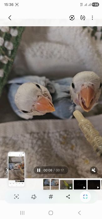 Rosicolis azuis p acabar de criar a mao