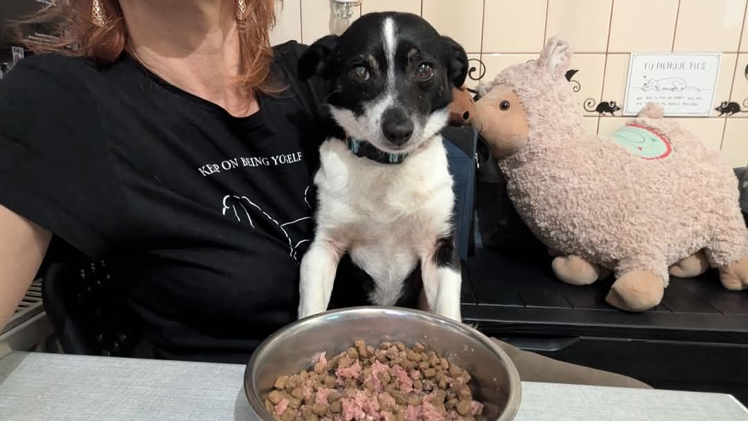 Psiotka - mała delikatna sunia do adopcji