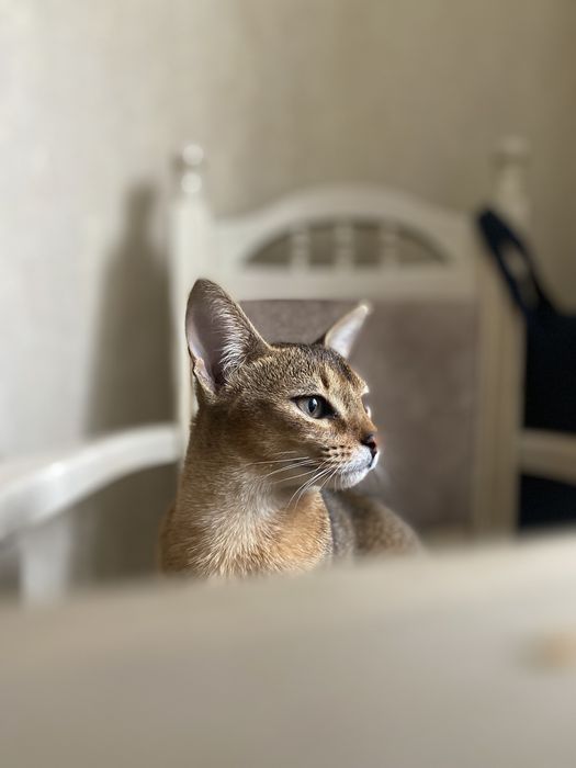 Абіссинські котята