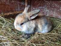 Królik baranek miniaturowy Mini Lop