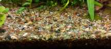 krewetki neocaridina davidi