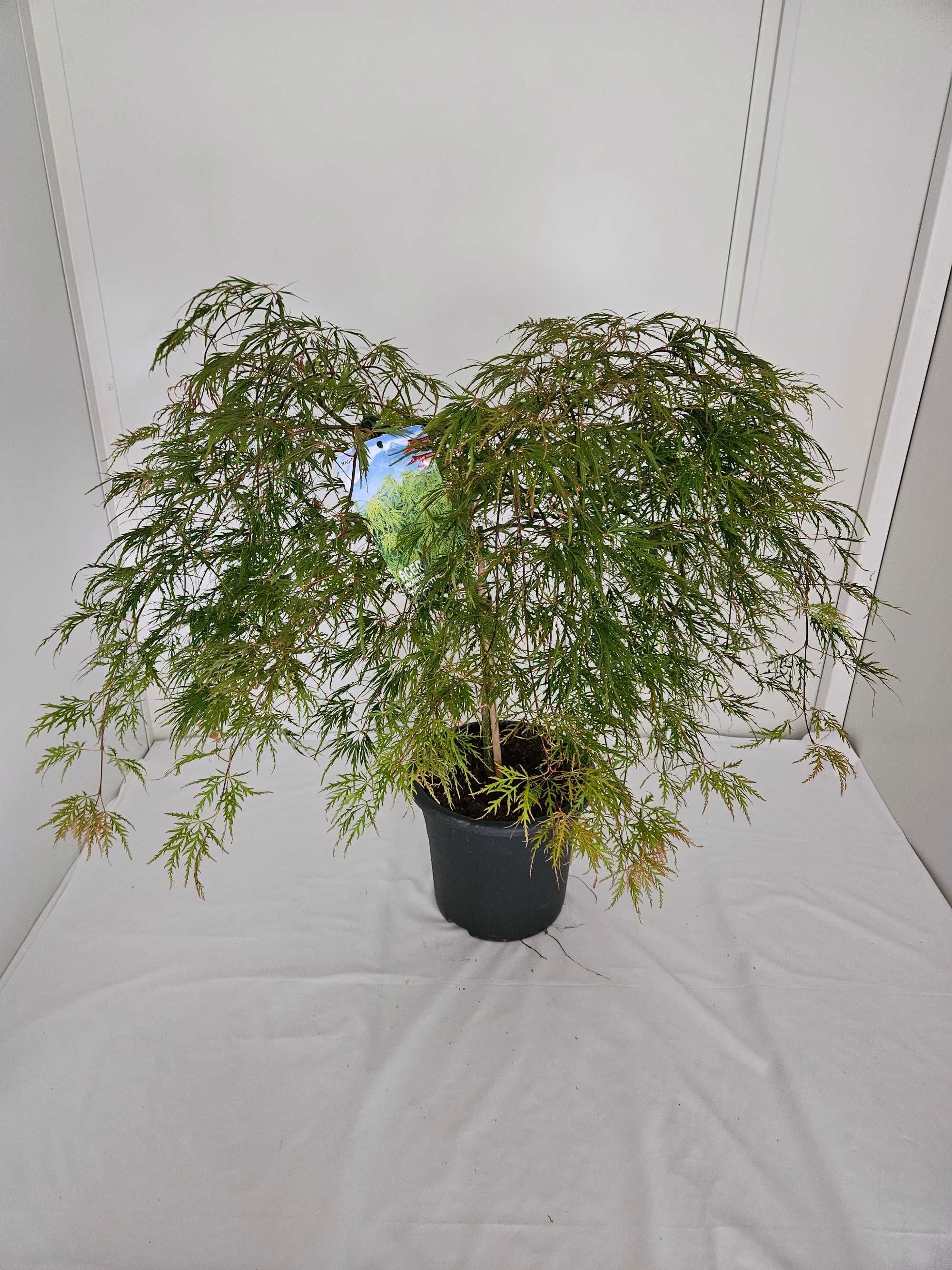 Bonsai – Klon japoński palmowy 'Dissectum' (Acer palmatum dissectum)