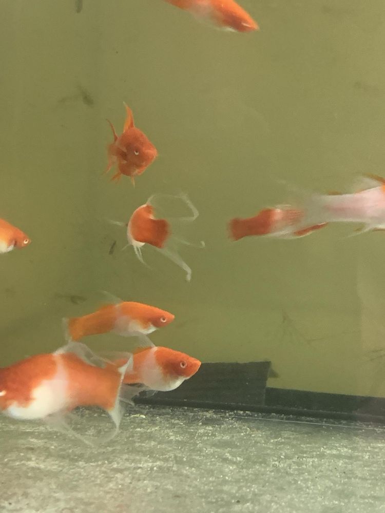 Mieczyk koi albino