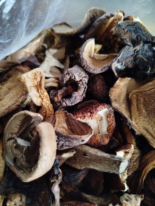 Grzyby suszone tegoroczne