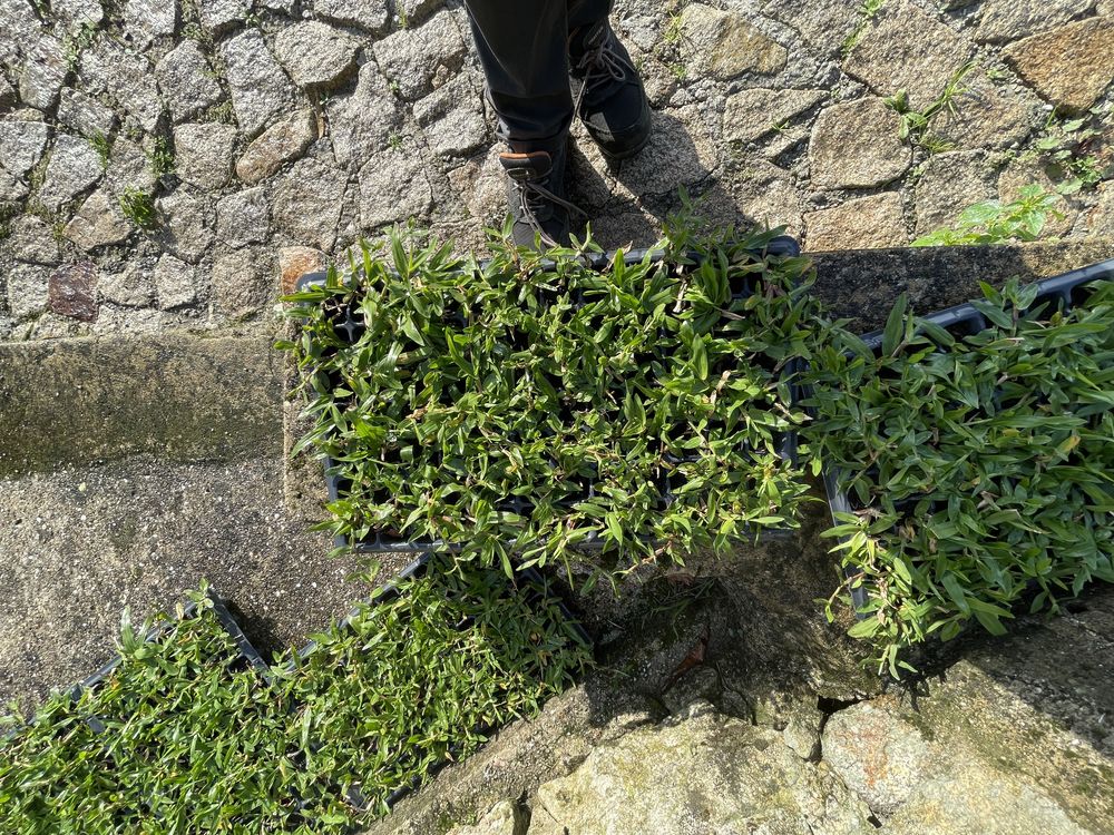Photinias e grama brasileira