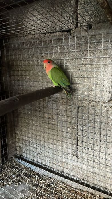 Roseicools deste ano