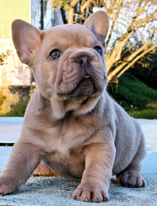 Bulldog francês Macho muito fofo