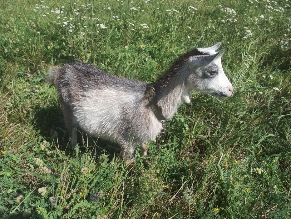 Продам дуже гарну козочку безрожка