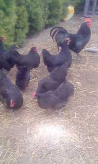 kury rasy australorp