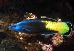 Ryba Labroides bicolor . Akwarium  morskie.