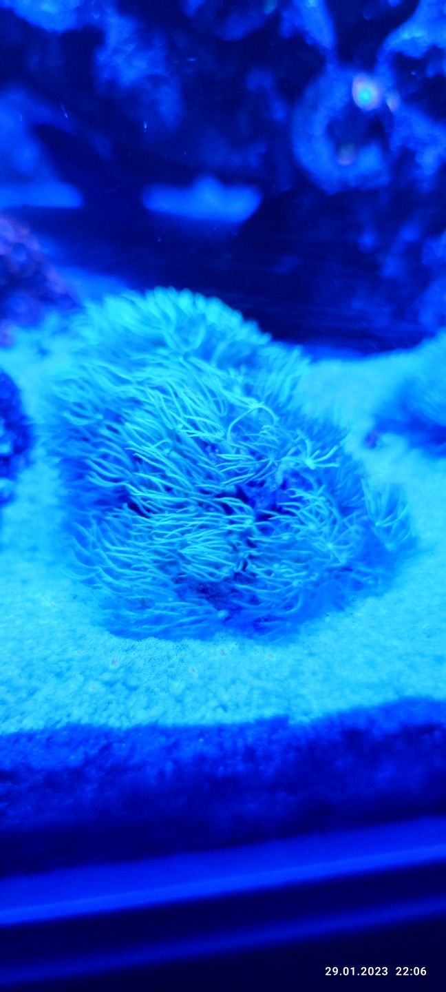 Szczepka Briareum

Nadwyżka z mojego akwarium koralowiec koral