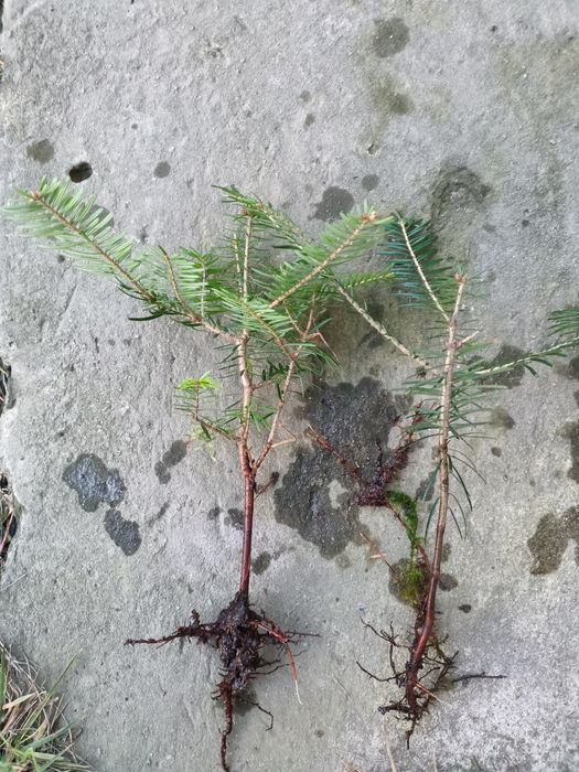 Jodła pospoliita sadzonki