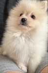 Szpic miniaturowy pomeranian piesek