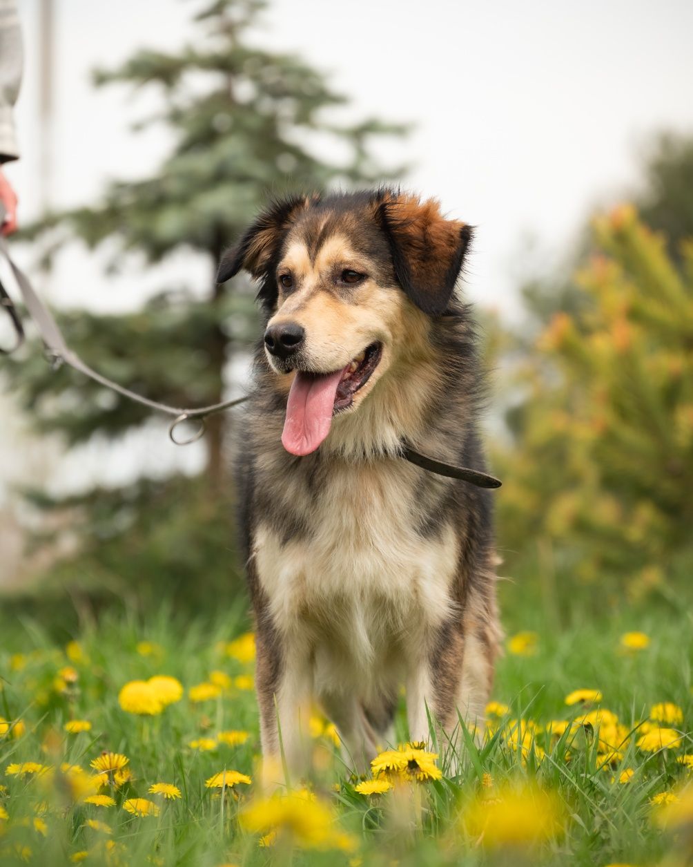 Muffinka kocha inne pieski, wysterylizowana do adopcji