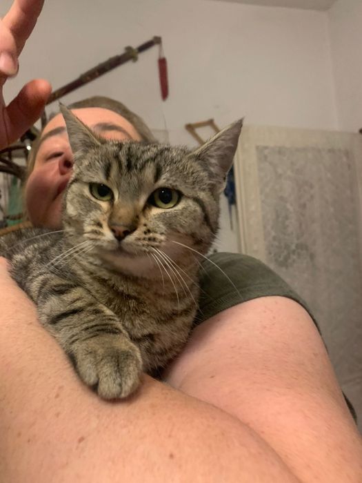 4=5 miesięczna kotka szuka domu niewychodzącego