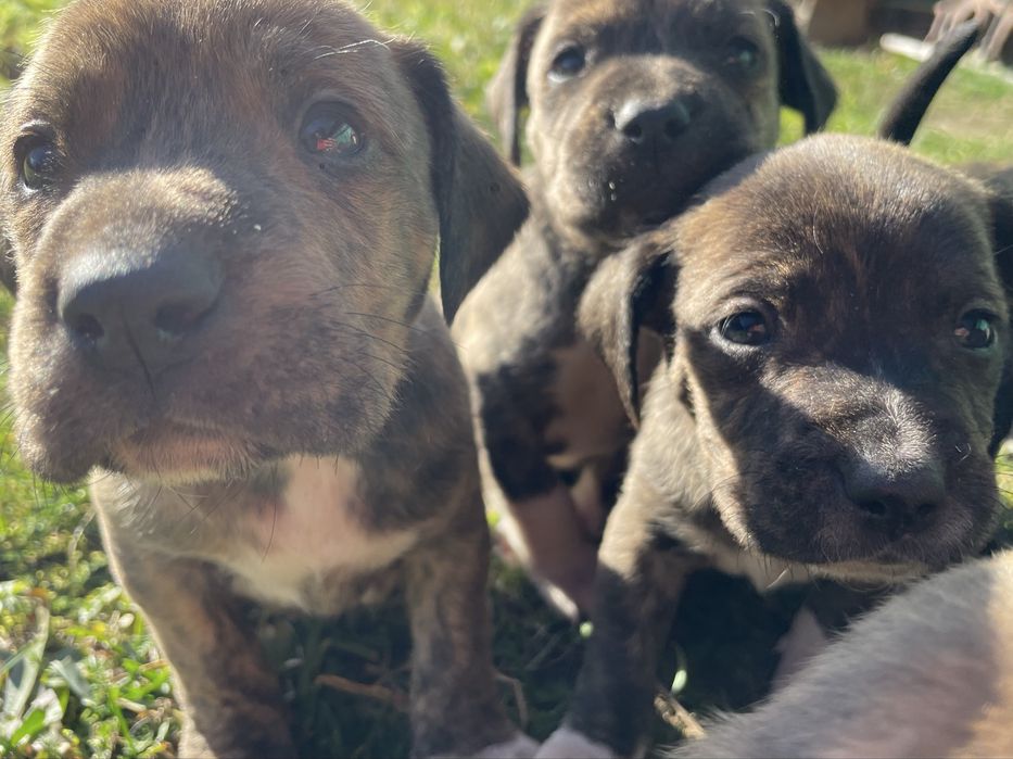 щенята підбуля